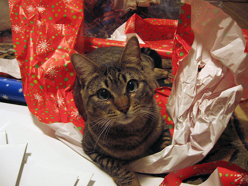 Gift Wrapping for Cats!