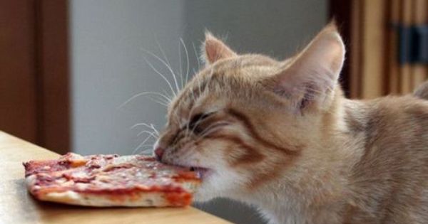 Have some pizza and save some cats!