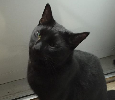 Lost black cat in Waltham near Clark and River Street | The Cat Connection