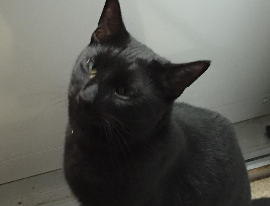 Lost black cat in Waltham near Clark and River Street