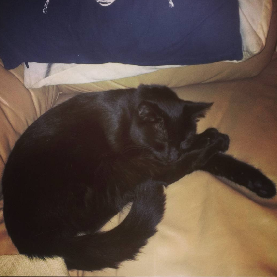Reunited! Black cat lost on Crescent Street, Waltham
