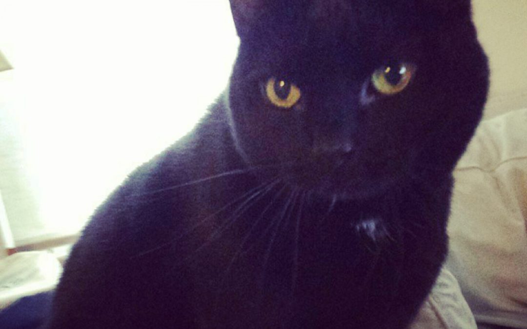 Reunited! Black cat lost near 1125 Main Street Waltham