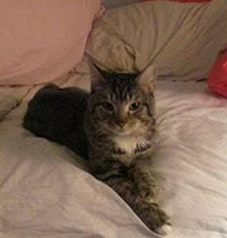 Reunited! Lost cat near Adams St. and Orange st. in South Waltham