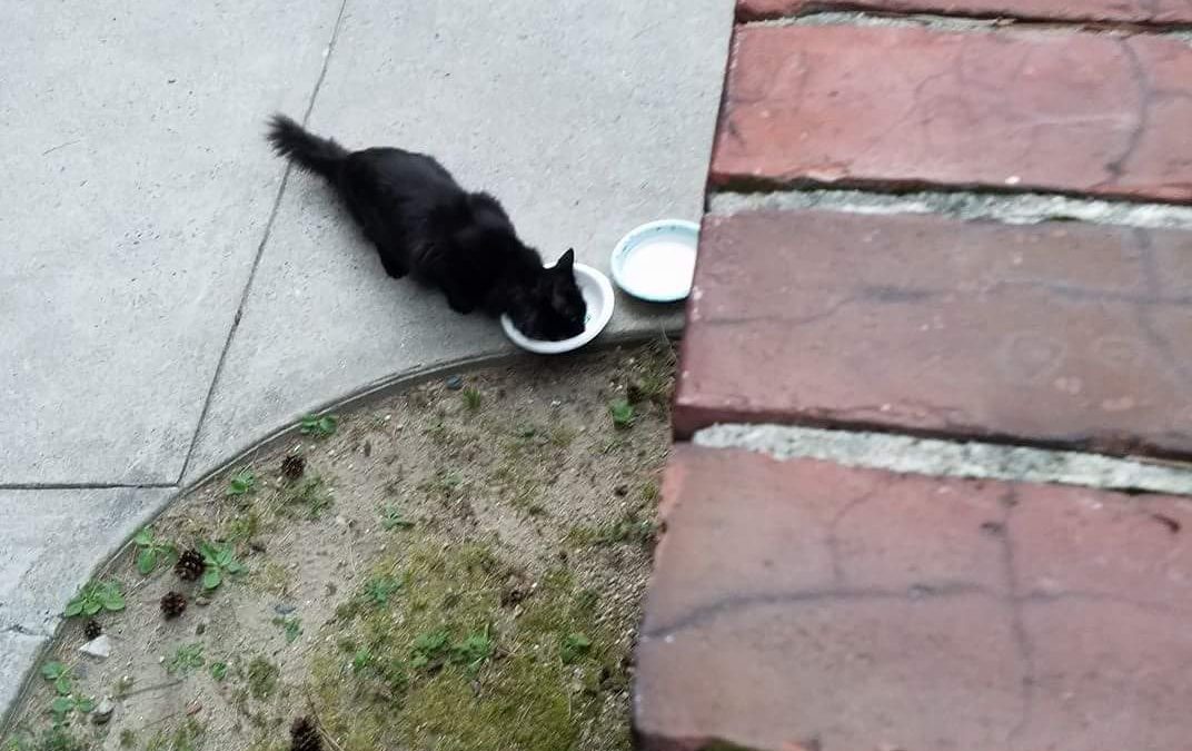 Black cat found in Windsor Village Waltham