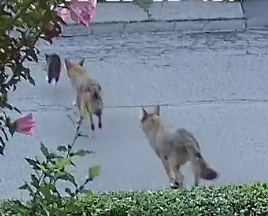 Coyotes in Waltham