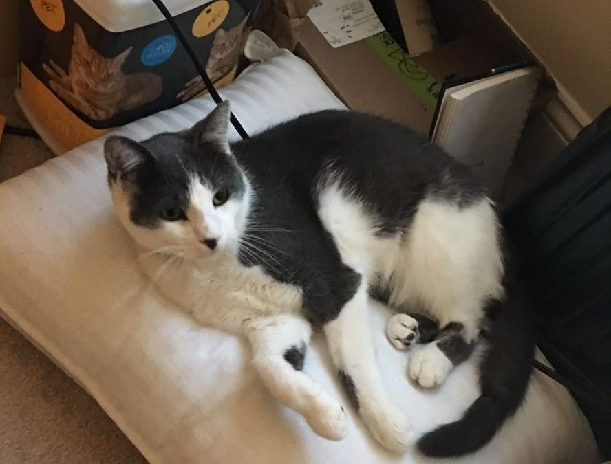 Reunited! Black and white cat lost on Stearns Hill Road, Waltham