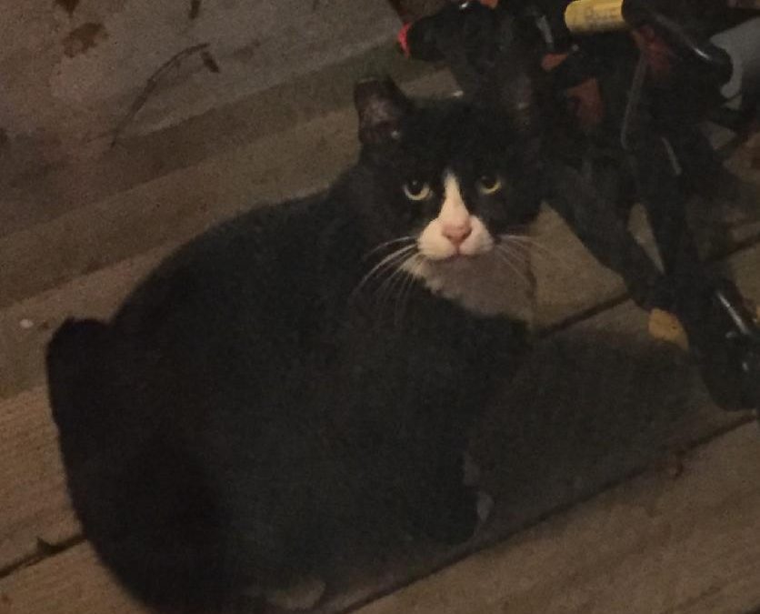 Black and whit cat found on Crescent Street, Waltham