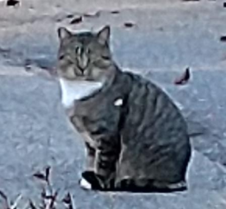 Cat found on Caldwell Rd off Weston Street
