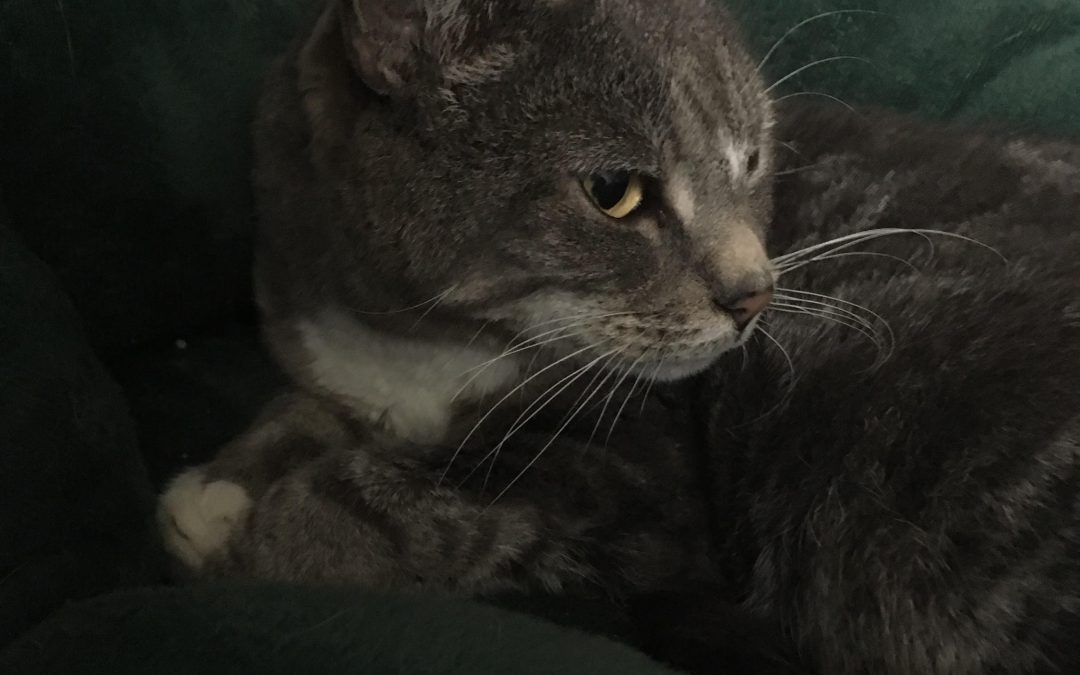 Cat found in Watertown near Phillips and Garnet Streets