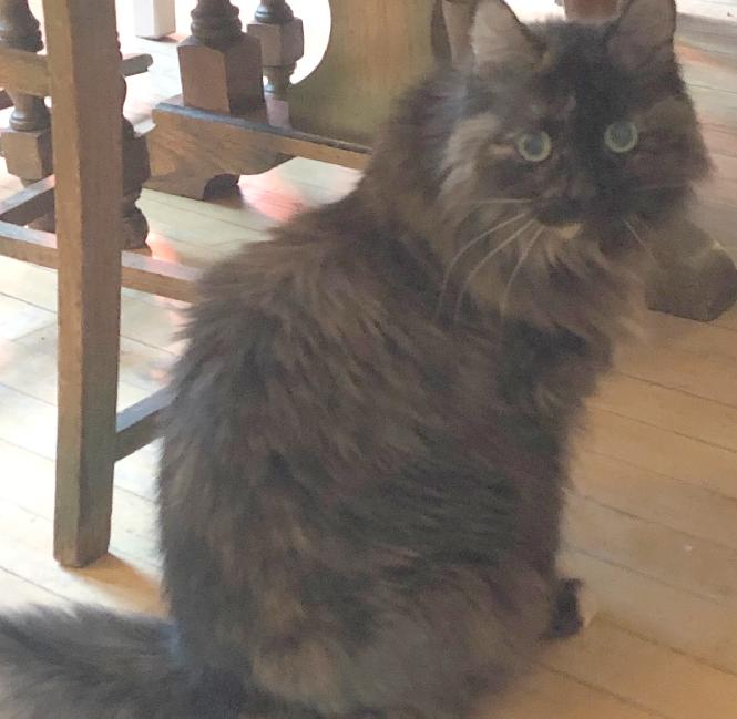 Reunited! Molly missing near Irving Street and Summit Street (Highlands)