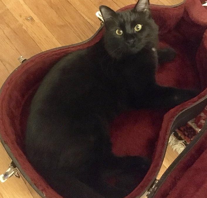 Reunited! Raoul missing near Brown Street in Waltham