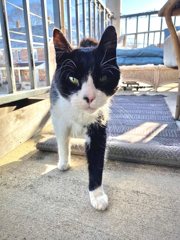 missing black and white cat