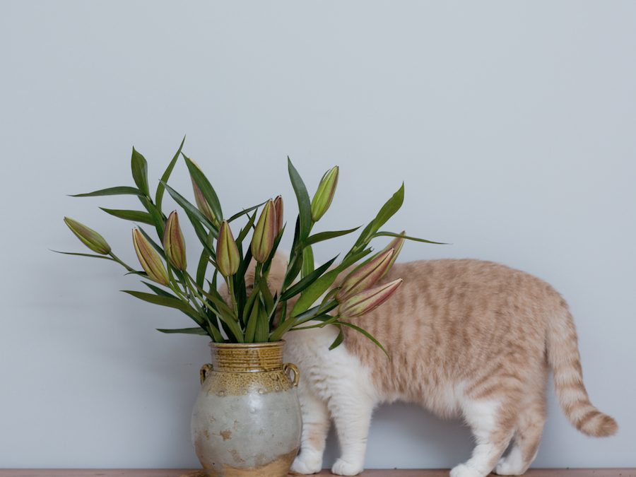 Which plants are not cat-safe?