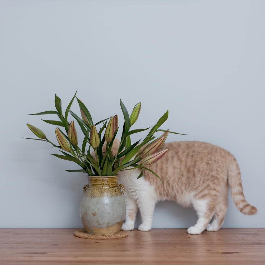 are peace lilies safe for cats