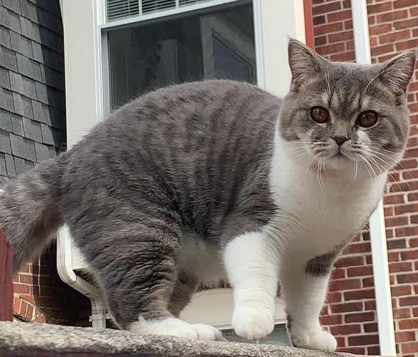 Lost cat from Stearns Hill Road, Waltham