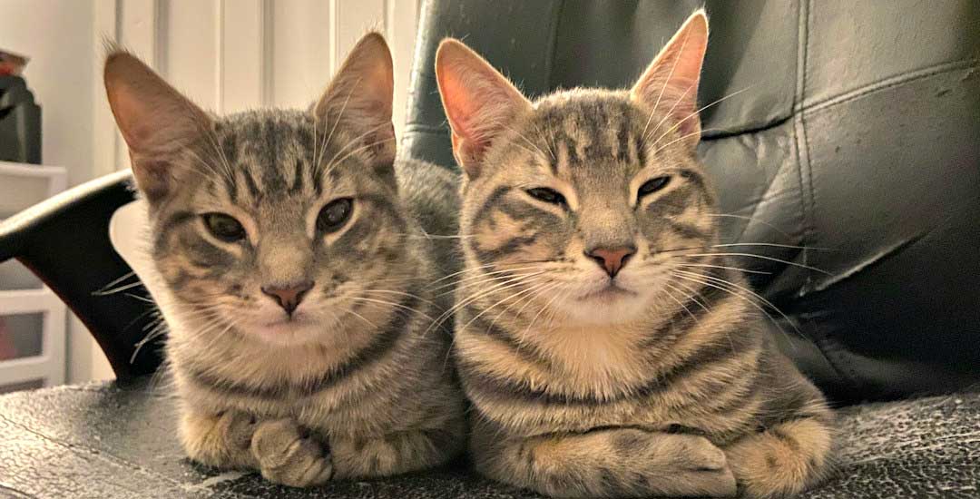 Bonded pair cats for adoption best sale near me