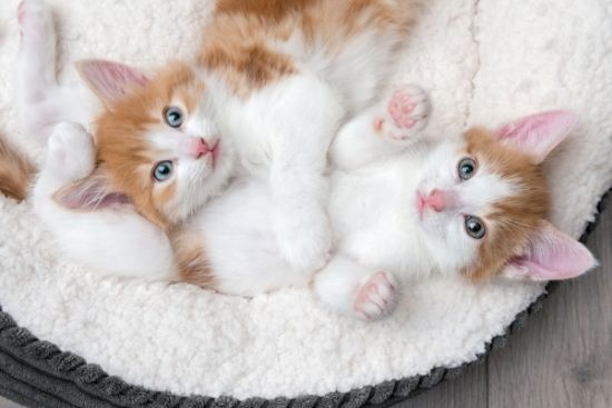 kitten pair