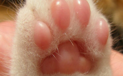 Pawmestry: the art of reading toe beans