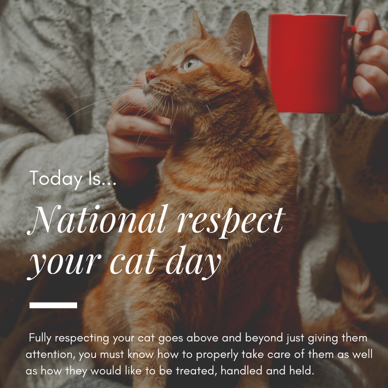 Respect Your Cat Day The Cat Connection