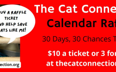 Buy your 2022 TCC Calendar Raffle tickets here! Win great prizes and save cats!