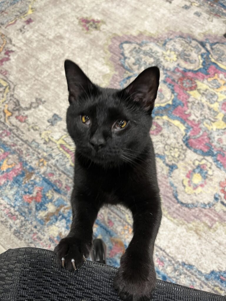 Cid, an all black cat with neurological issues that has been helped by generous donations from supporters of The Cat Connection. 