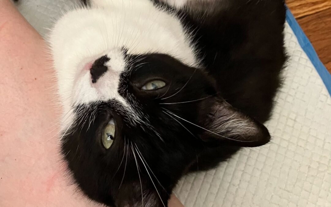 Help Virginia, the Resilient Mama Cat, Get Back on Her Paws with The Cat Connection!