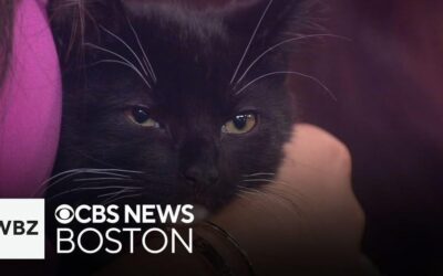 CBS News Story on TCC