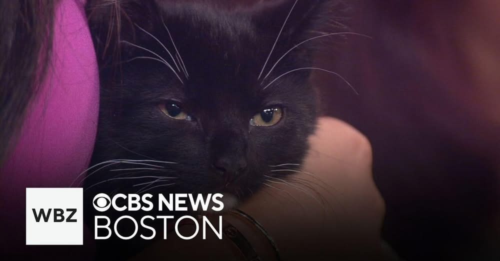 CBS News Story on TCC