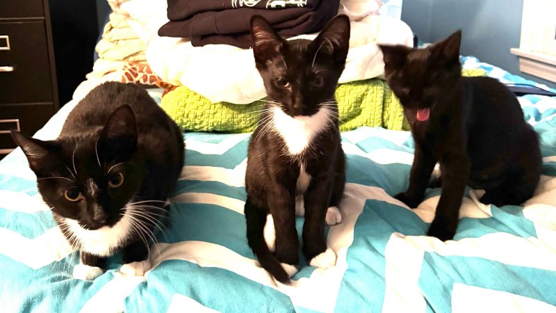 Another Success Story – Three Times the Love