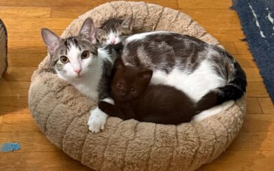 Now Meet Pastina, Alfredo & Pesto